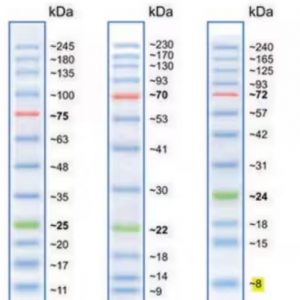 Protein Markers